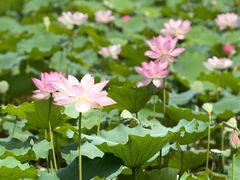 -荔湾湖公园