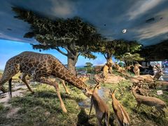 -国家自然博物馆