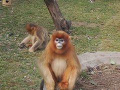 -西安秦岭野生动物园