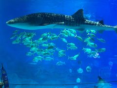 -烟台海昌鲸鲨海洋公园