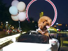 -超宠爱宠物摄影-Super pet