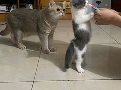-瑞鹏宠物医院·骨科·猫科·内科(第一中心)