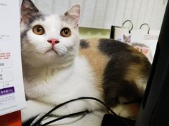 -瑞鹏宠物医院·骨科·猫科·内科(第一中心)