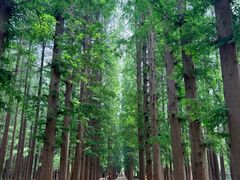 -日照海滨国家森林公园