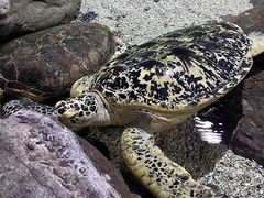 -郑州海洋馆