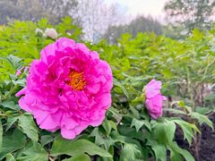 -莲花池公园