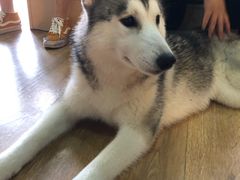 -Husky Go! 哈士奇体验馆·宠物咖啡厅狗咖