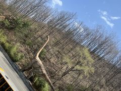 -栾川竹海野生动物园