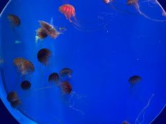 -海合安青岛极地海洋公园