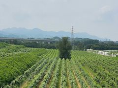 -北京张裕爱斐堡酒庄