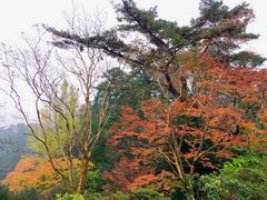 -成田山新胜寺