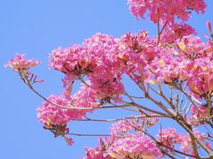 -中国科学院华南植物园