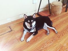 -柴犬高等学院·狗咖·柴犬售卖·宠物训练