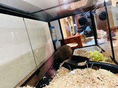 -有猫主题·治愈系猫咖(曾厝垵店)