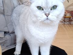 -Let's go狗咖·猫咖·奶狗·桌游(春熙路IFS店)