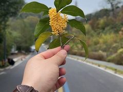 -老山国家森林公园