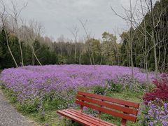-上海滨江森林公园