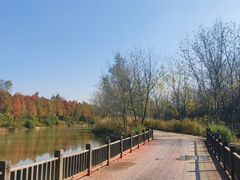 -合肥滨湖国家森林公园