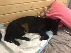 -爱诺耐芙动物医院(万博店)