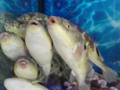 -肆月河豚·新淮扬(金融街店)