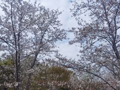-顾村公园