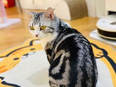 -COLOR PETS 撸猫馆·购猫·猫咖(长风大悦城店)
