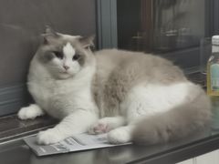 -瑞派动物医院·猫专科·至诚(江南中分院)