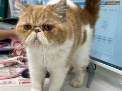 -博特宠物医院24h犬猫全科.骨科·异宠