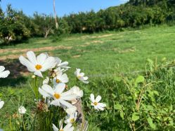 -DORA kids 朵拉儿童摄影花园店