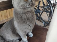 -猫的茶·猫咖