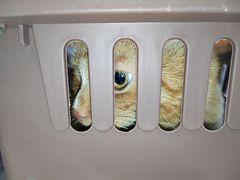 -中农大我爱我爱动物医院·核磁CT·猫病·24小时夜诊中心(石佛营店)