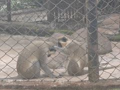 -海南热带野生动植物园