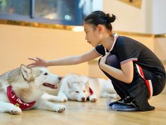 -Husky Go! 哈士奇体验馆·宠物咖啡厅狗咖