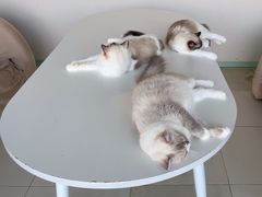 -怪兽屋·羊驼·猫咖·狗咖(俊华广场店)