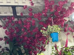 -循礼门鲜花花市(武汉循礼门店)