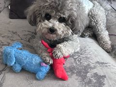 -pd派德宠物中心医院24H急重症·眼科中心·血液透析中心(嵩山北路店)