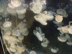 -海合安武汉极地海洋公园