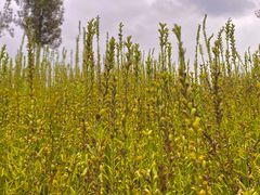 -汉长安城未央宫国家考古遗址公园