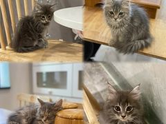 -楼上猫咖(罗湖店)