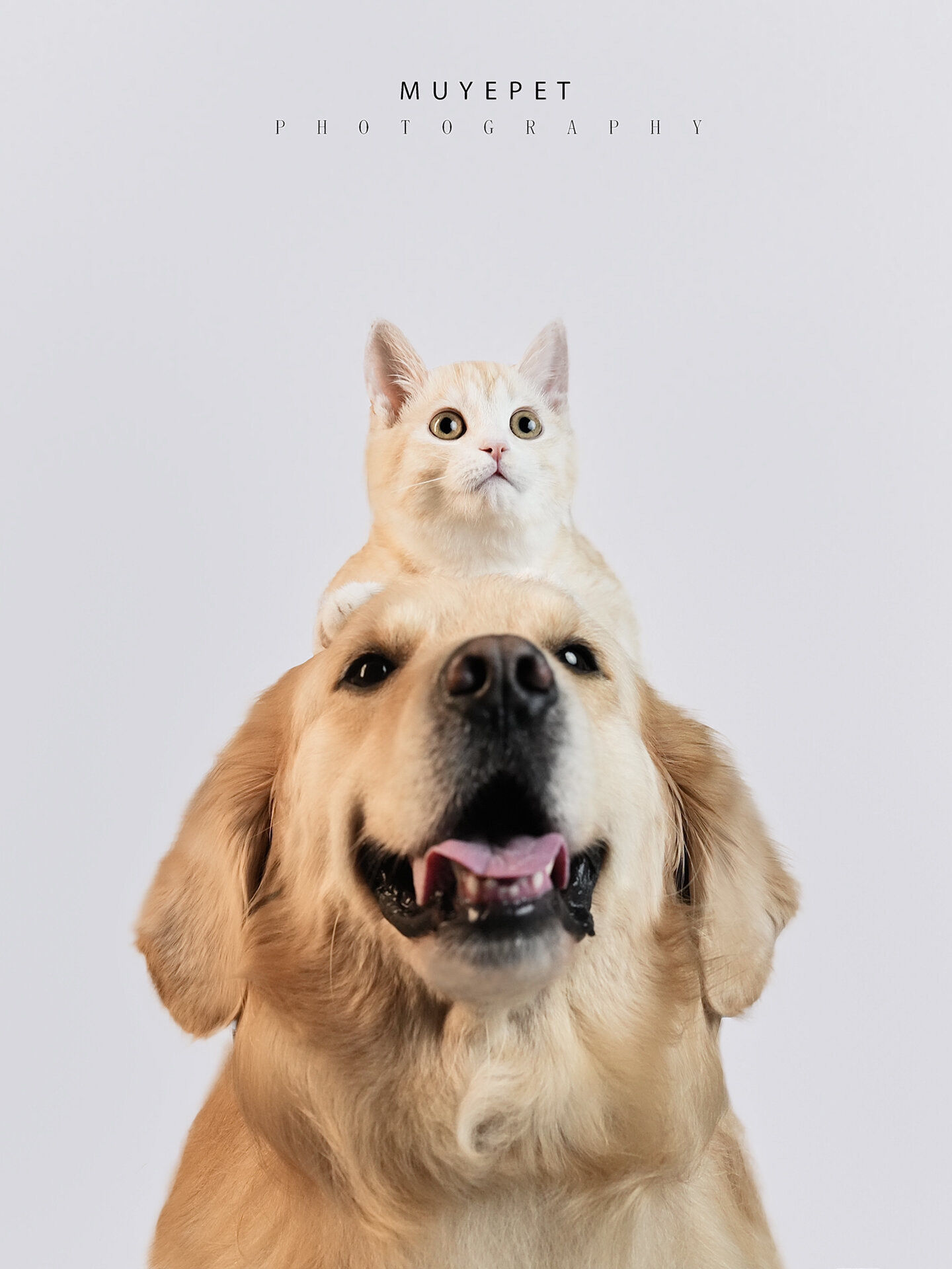 猫狗双全 快乐就是这么简单🐈🦮