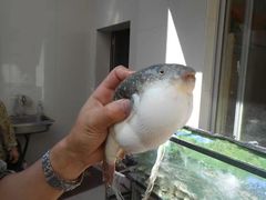 -长顺河豚馆(江洲东路)