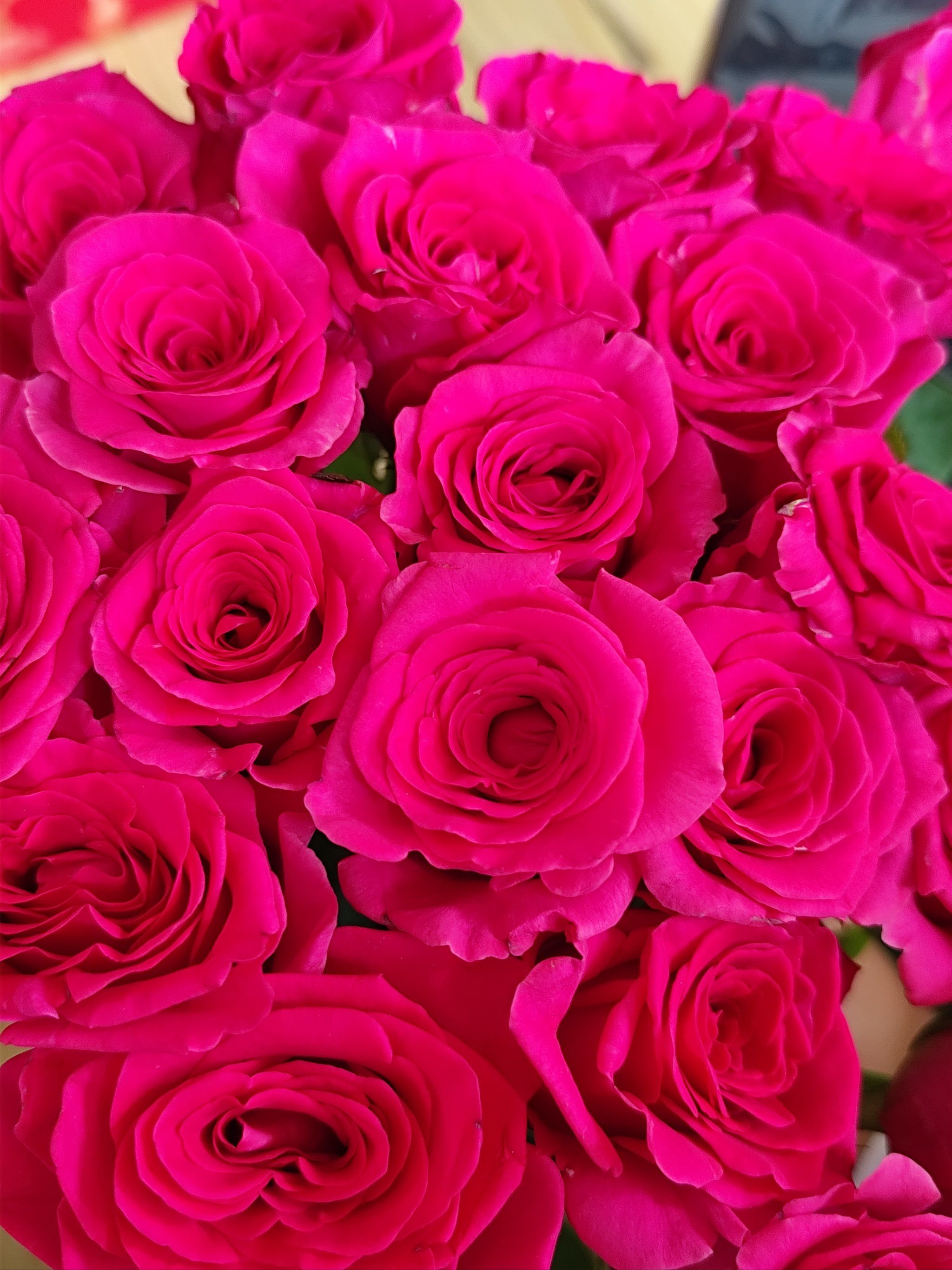 玫瑰玫瑰最娇艳