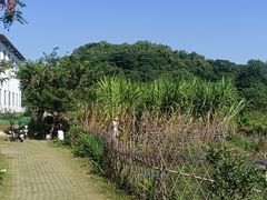 -长洲岛