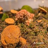 又到了云南人觉得菌子有毒是因为没有煮熟的季节啦