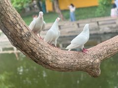 -西园戒幢律寺
