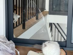-小猫来了·猫舍(红山六九七九店)