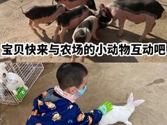 -前小桔亲子创意农场·草莓采摘·露营烧烤