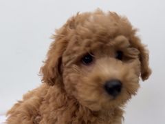 -心仪动物医院·牙专科·肿瘤·心脏科(西客站院)