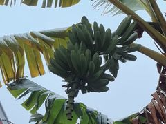 -云溪植物园
