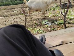 -小鱼草莓采摘园农家乐·小鱼餐厅